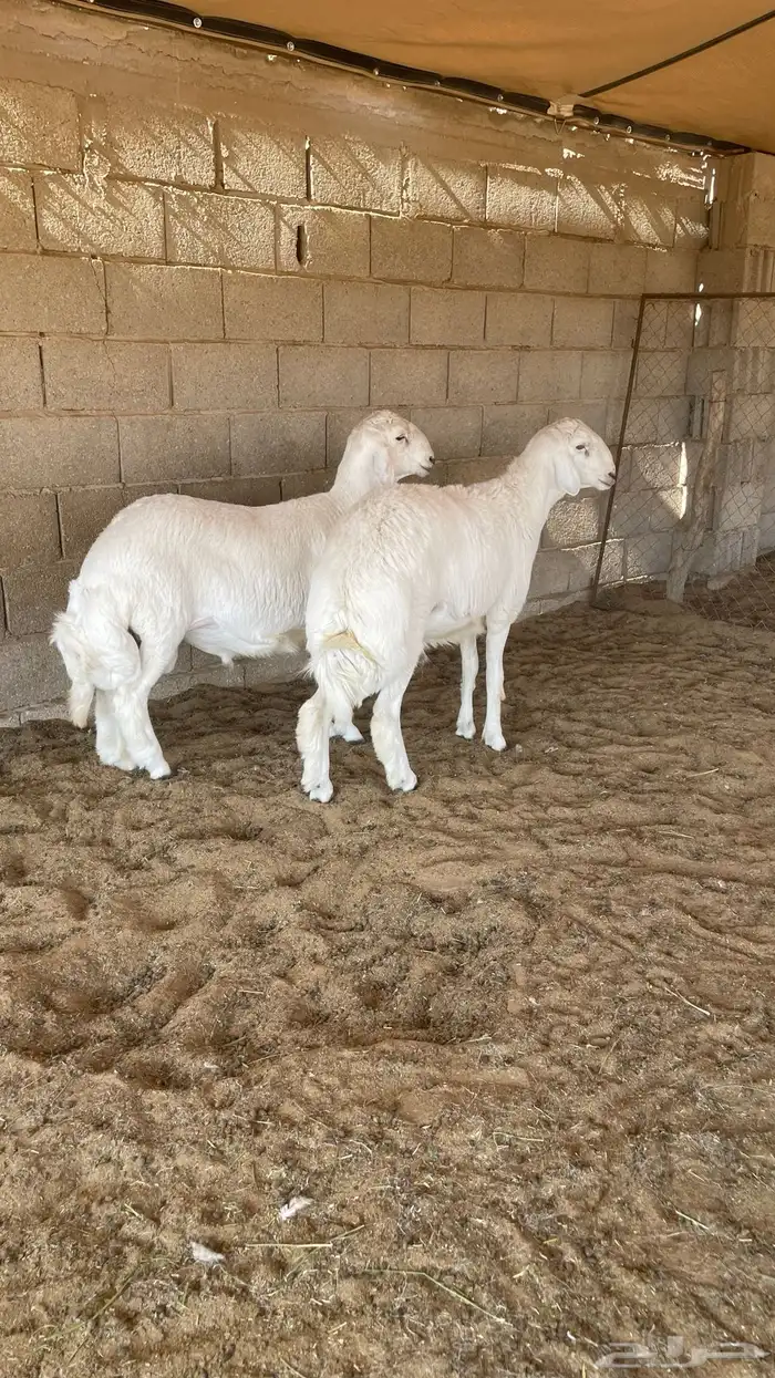 طليان حريات 2