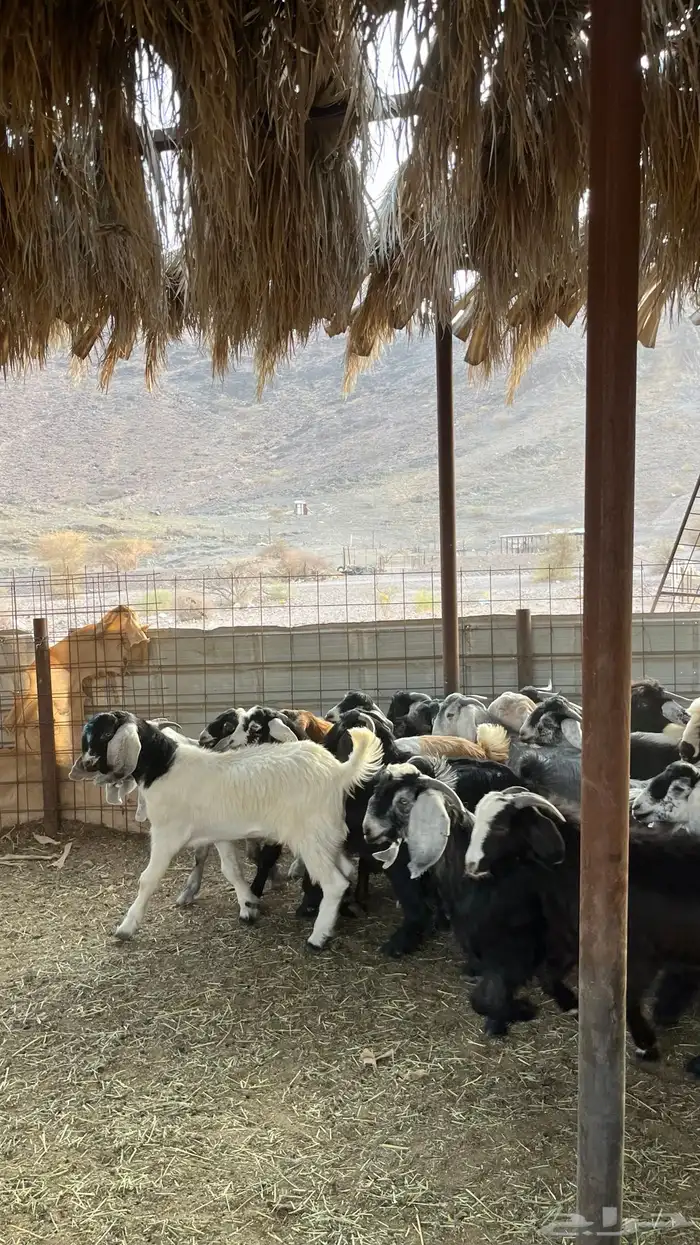 تيوس عوارض جادعان 1