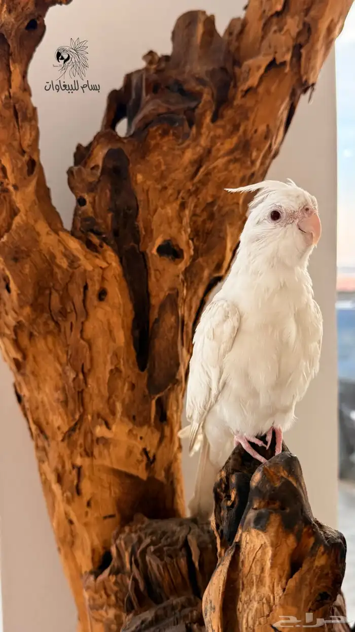 كروان البينو اليف وهدد داخلي ماشاءالله 4