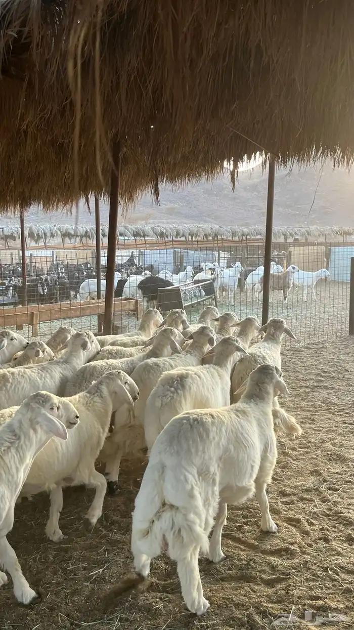 طليان حري ذبائح جادعان 8