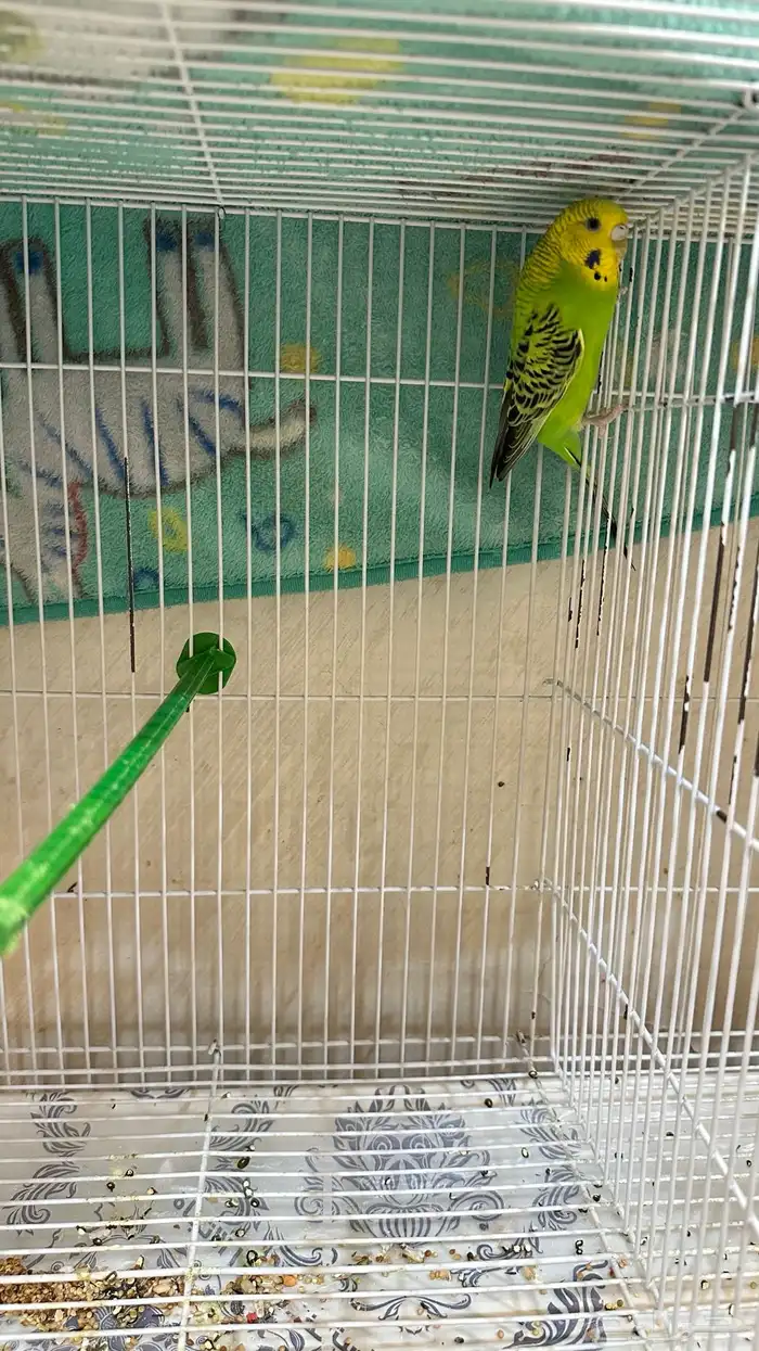 انثى بادجي للبيع جاهزه 2