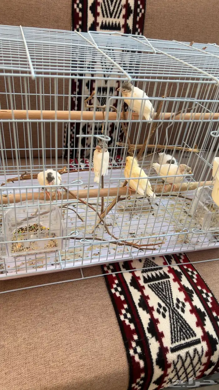 فروخ كناري 3