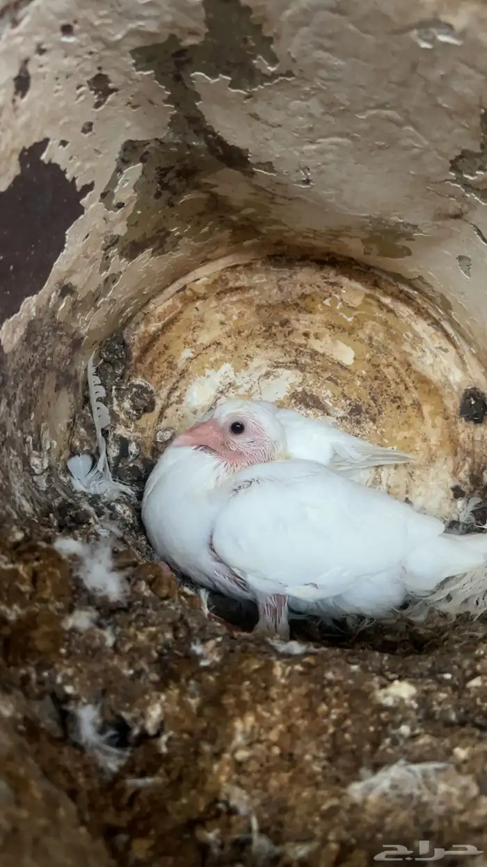 حمام زغاليل فرنسي و سلفر حجم كبير ومهات متوفر 2