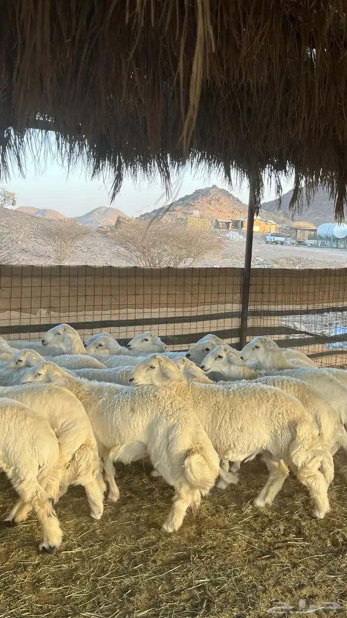 طليان حري ذبائح جادعان 30