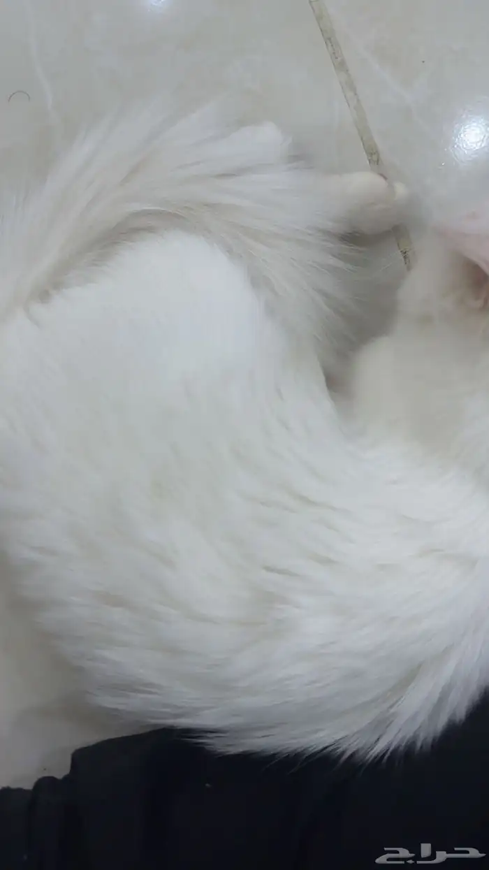 قطه شيرازي 3