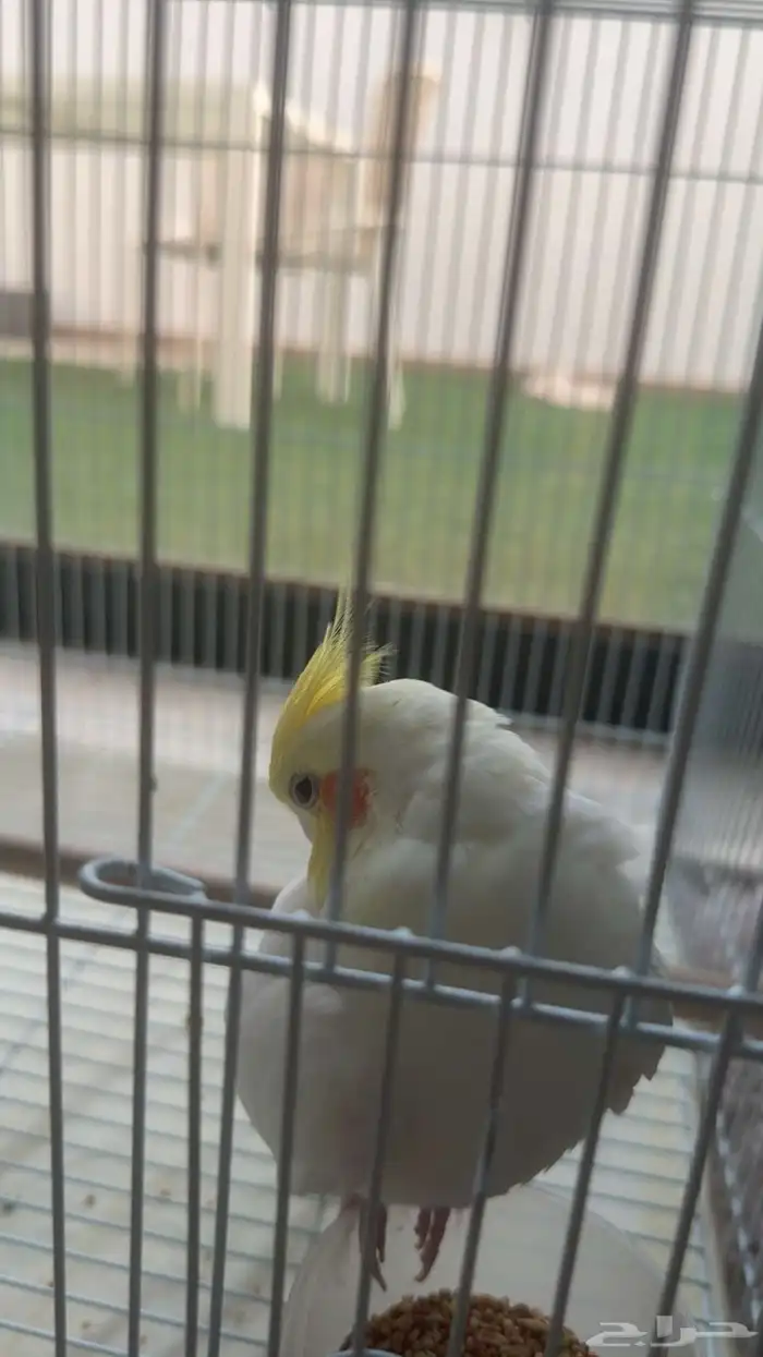 لقيت عصفور كروان ضايع في حي الصفا 7 1