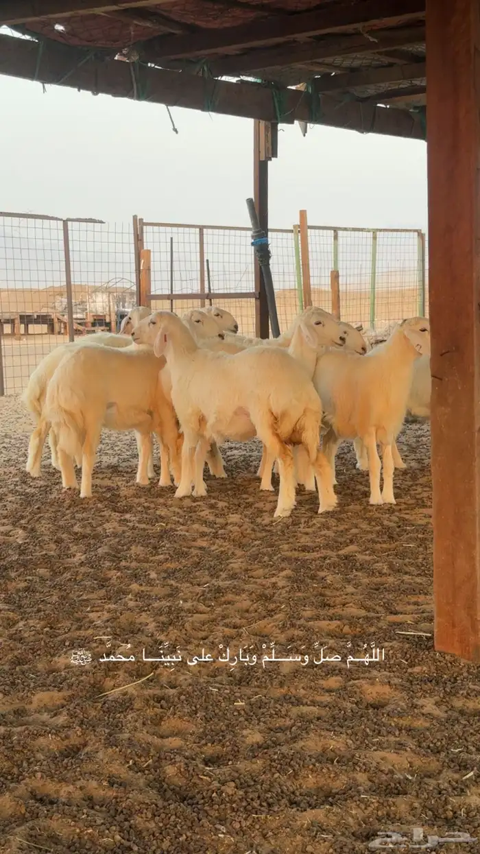 رخال حرية صنف الصنف العرض 2 للاعلان السابق 1