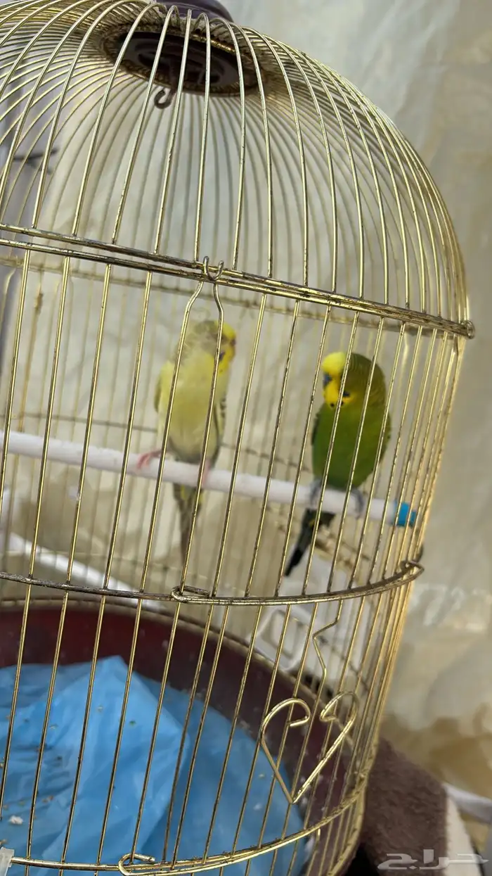 فرصه بيع جميله 4بادجي وزوج كروان تركيب جديد 1