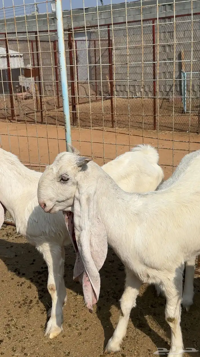 مراح معزا مطورات صنف 9