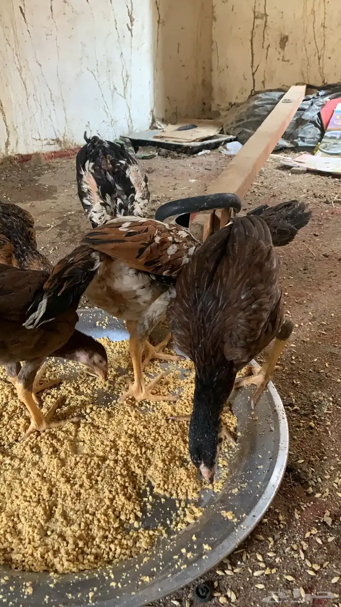 فروخ دجاج سندي بيور 2