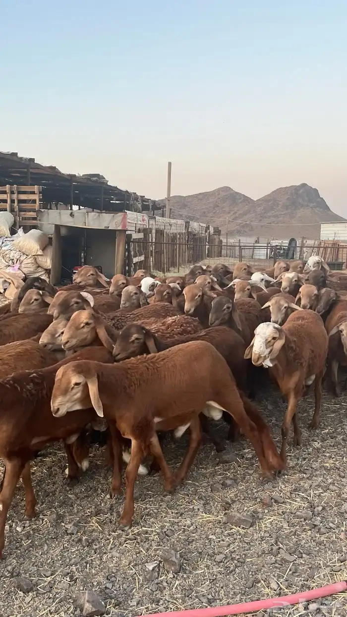 طليان سواكن حمري جادعان مرابى 2