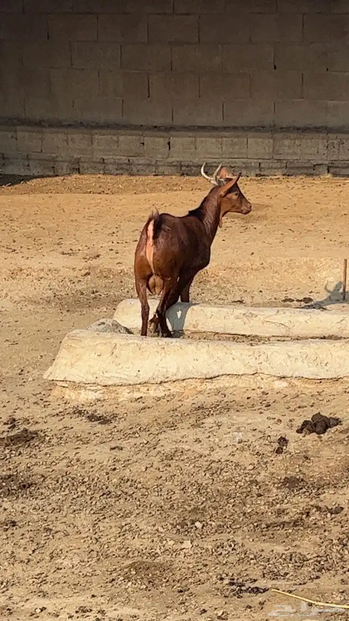 تيس ادهم مخصي فل شحم 2