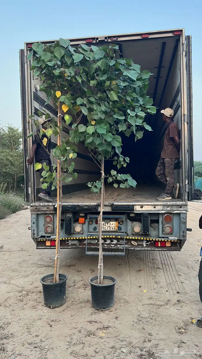 مشاتل جمله بيع أشجار مع التوصيل 5