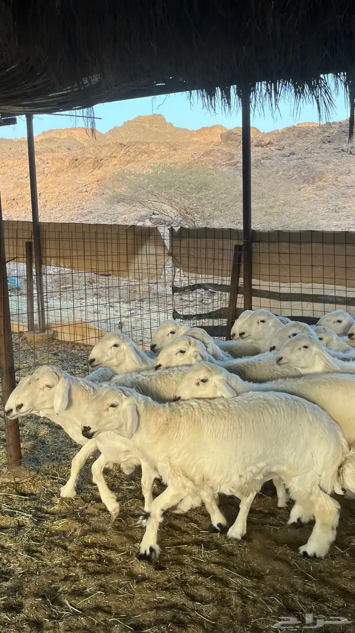 طليان حري ذبائح جادعان 29