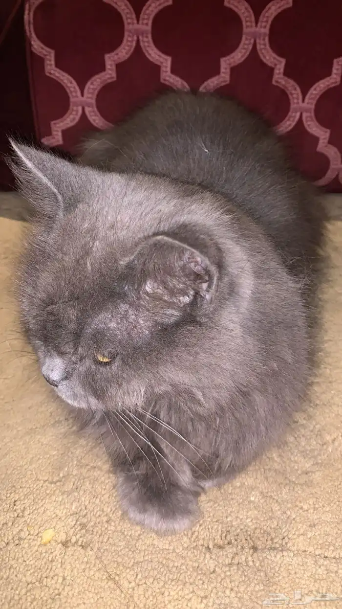 قطوه للبيع أليفه متربيه للتواصل على الرقم 2