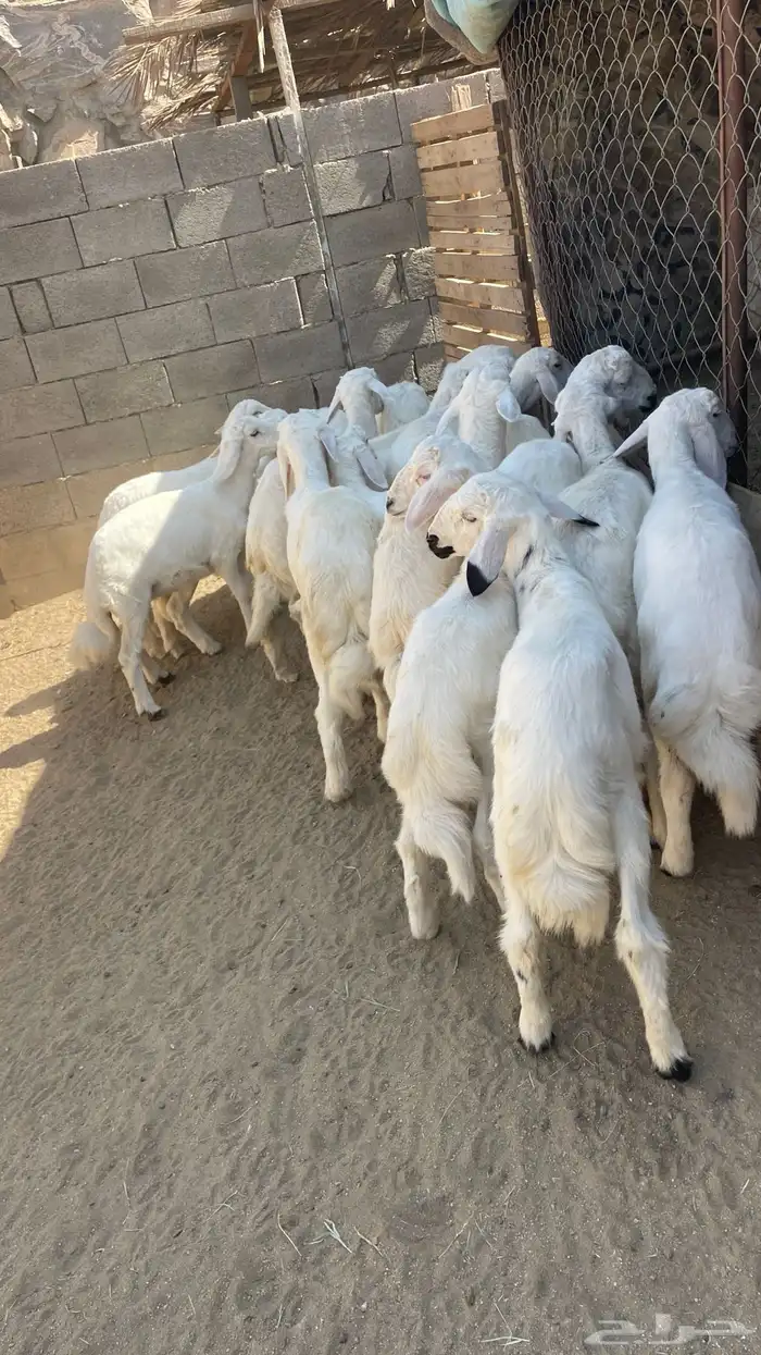 خرفان ورخال 2