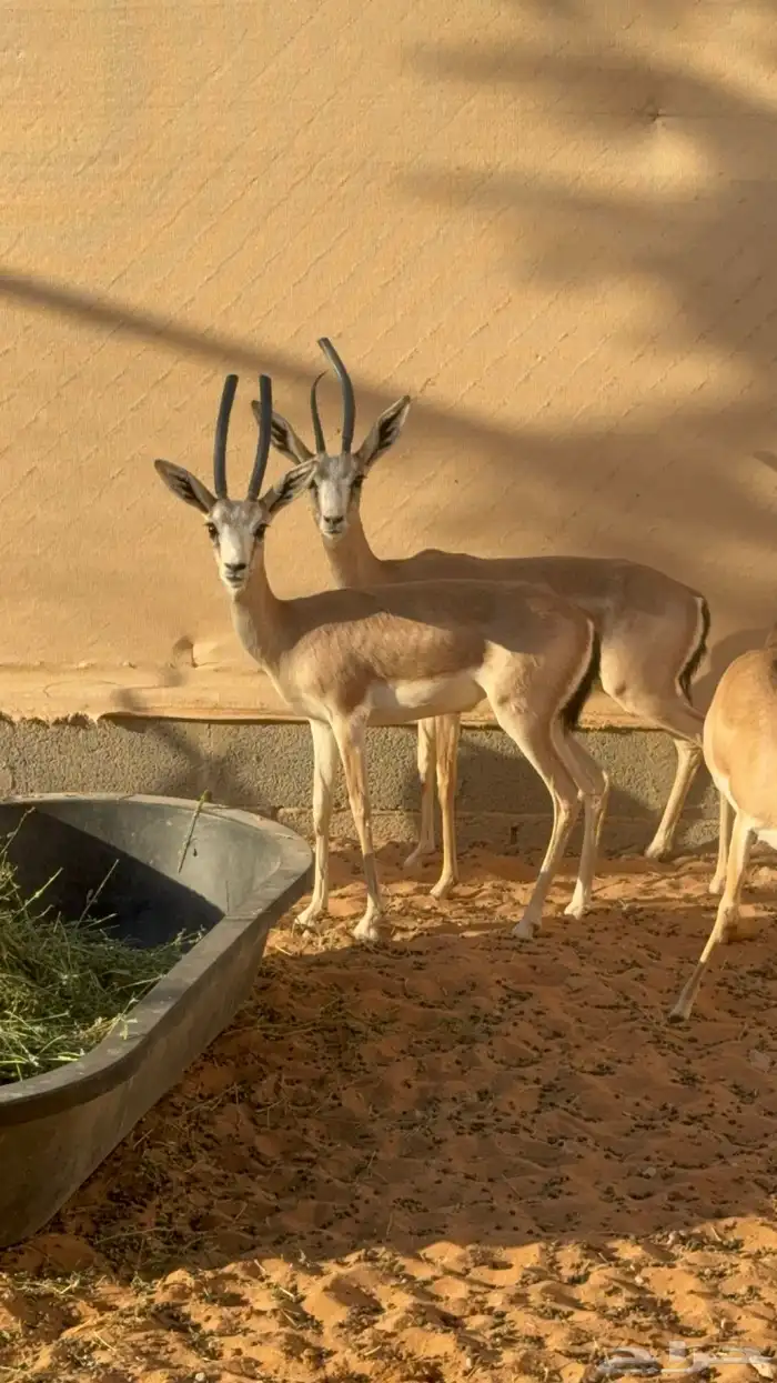 ريم عربي مصرح 0