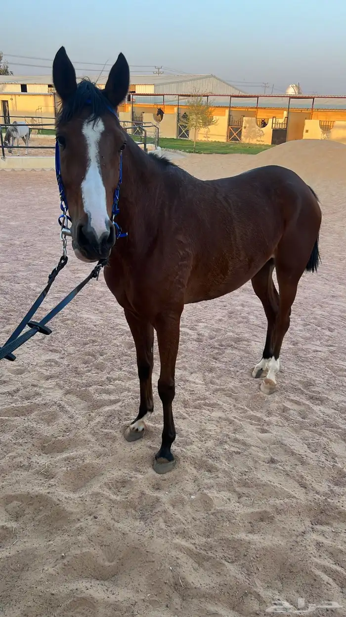 فرس حمراء للبيع 1