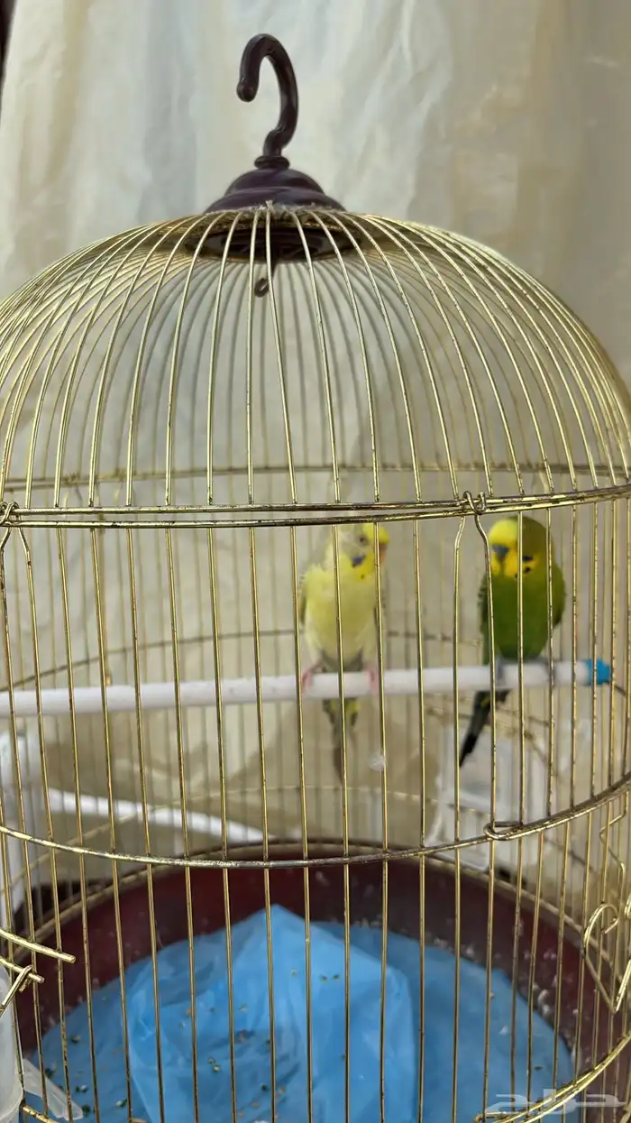 فرصه بيع جميله 4بادجي وزوج كروان تركيب جديد 2