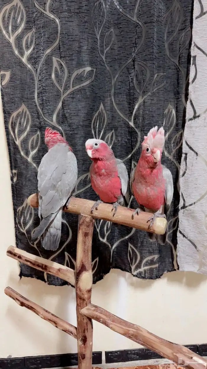 فروخ كوكاتو قالا تم البيع 0