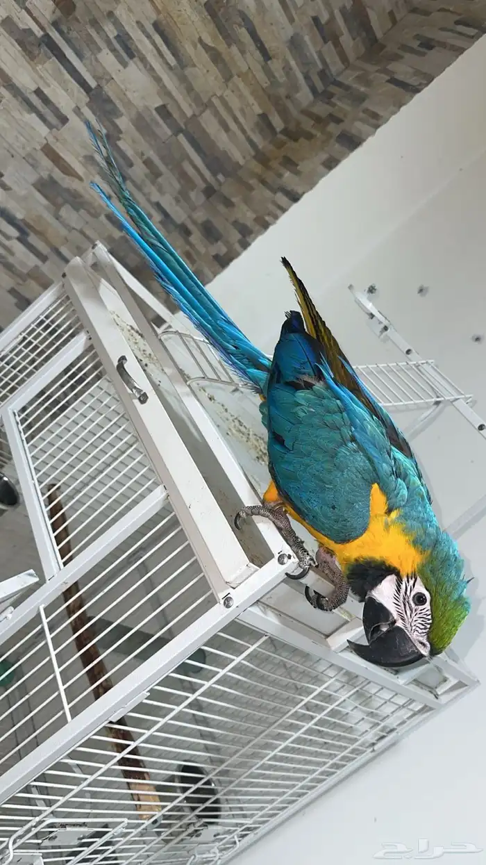 مكاو بلو اليف حمامة لعوب مع الكبير و الصغير 1