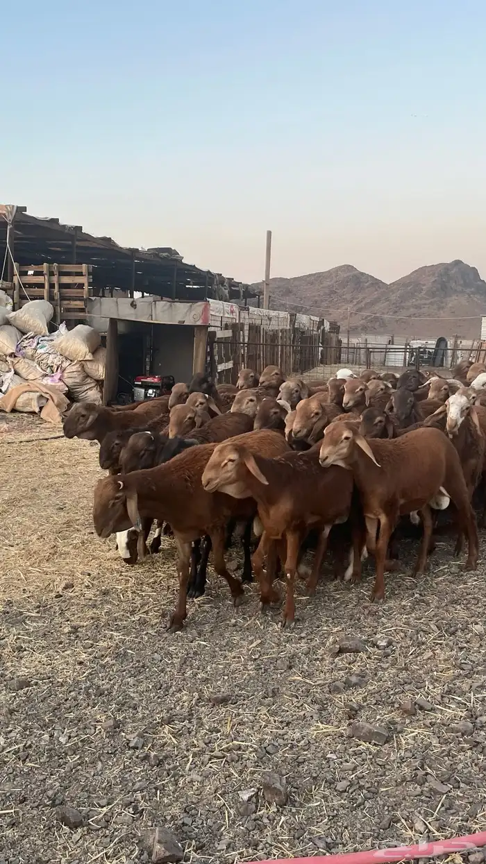 طليان سواكن حمري جادعان مرابى 4