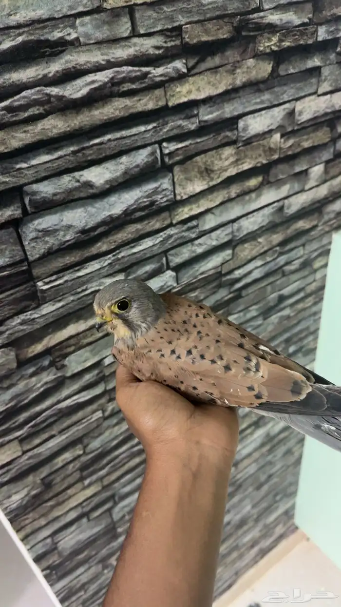 يوجد شبابيط العدد 6 0