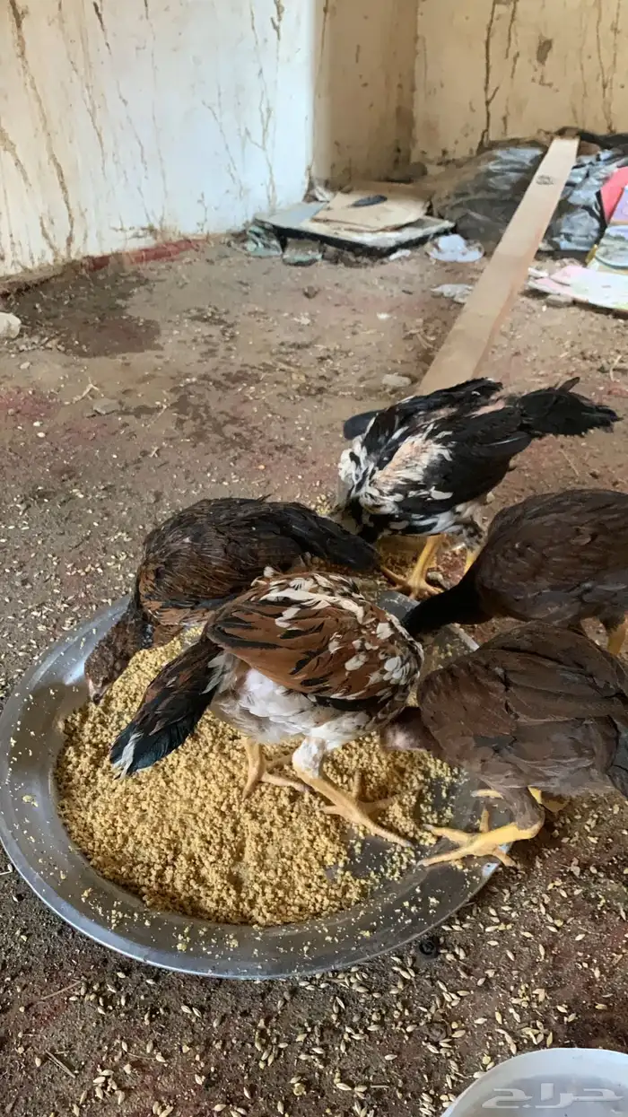 فروخ دجاج سندي بيور 1