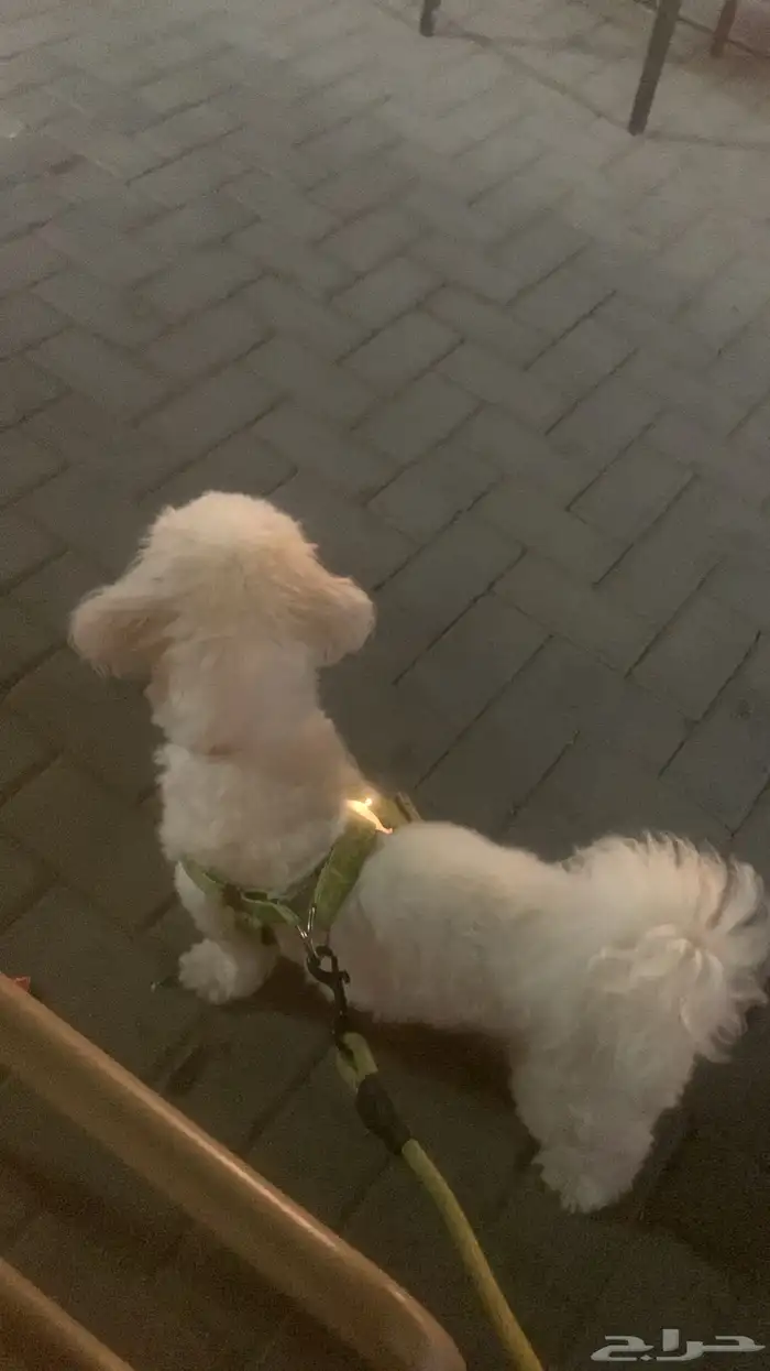 كلب مالتيز 1