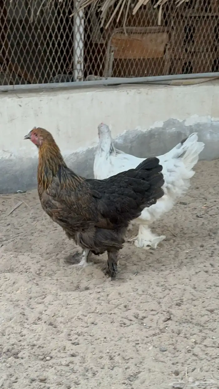 للبيع دجاجتين براهما 2