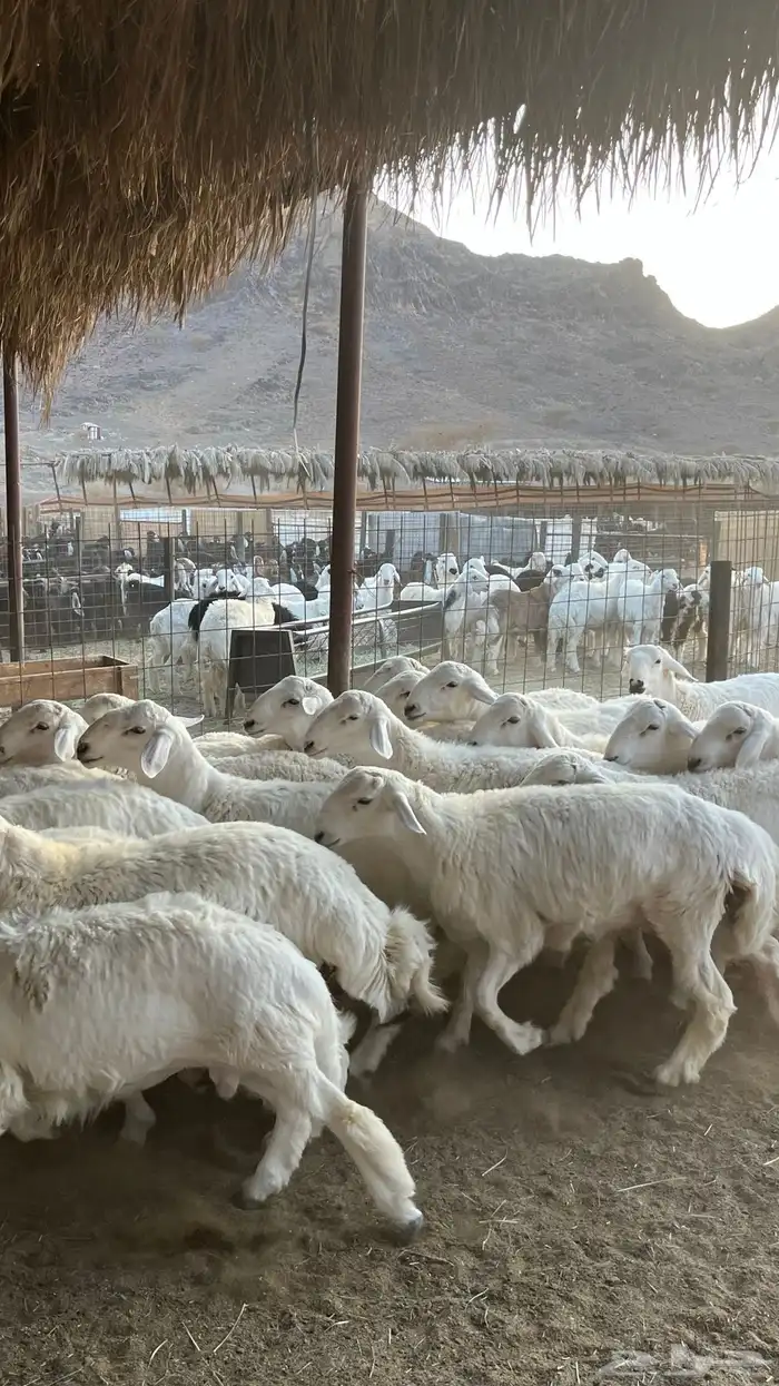 طليان حري ذبائح جادعان 21