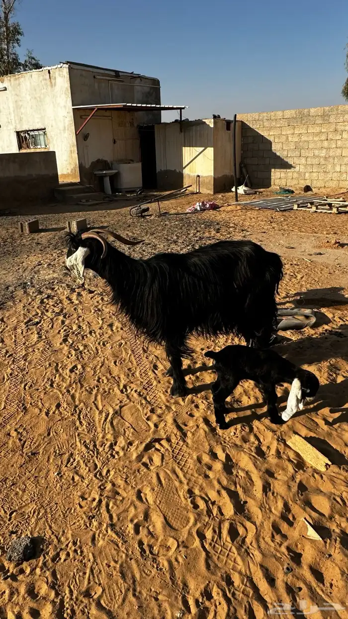 عنز تحتها 2 تم البيع 2