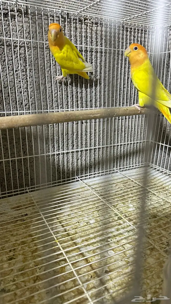 جوز روز لاتنتيو منتج شرط 1