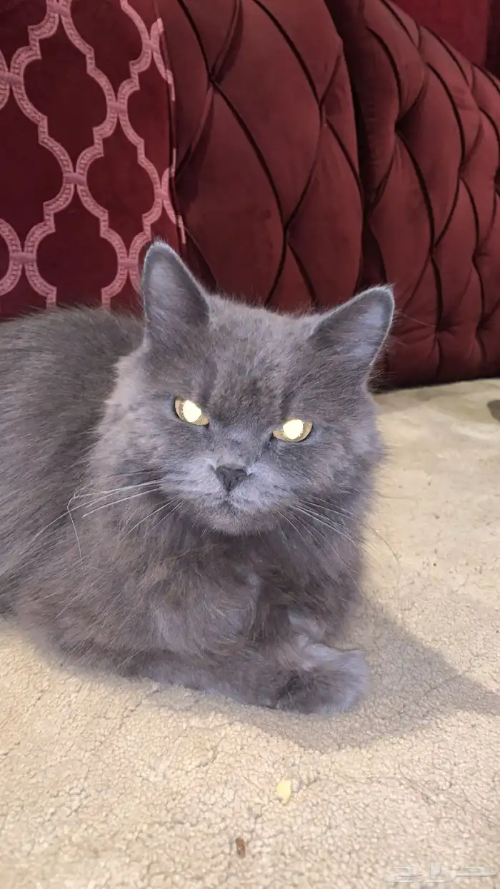 قطوه للبيع أليفه متربيه للتواصل على الرقم 6