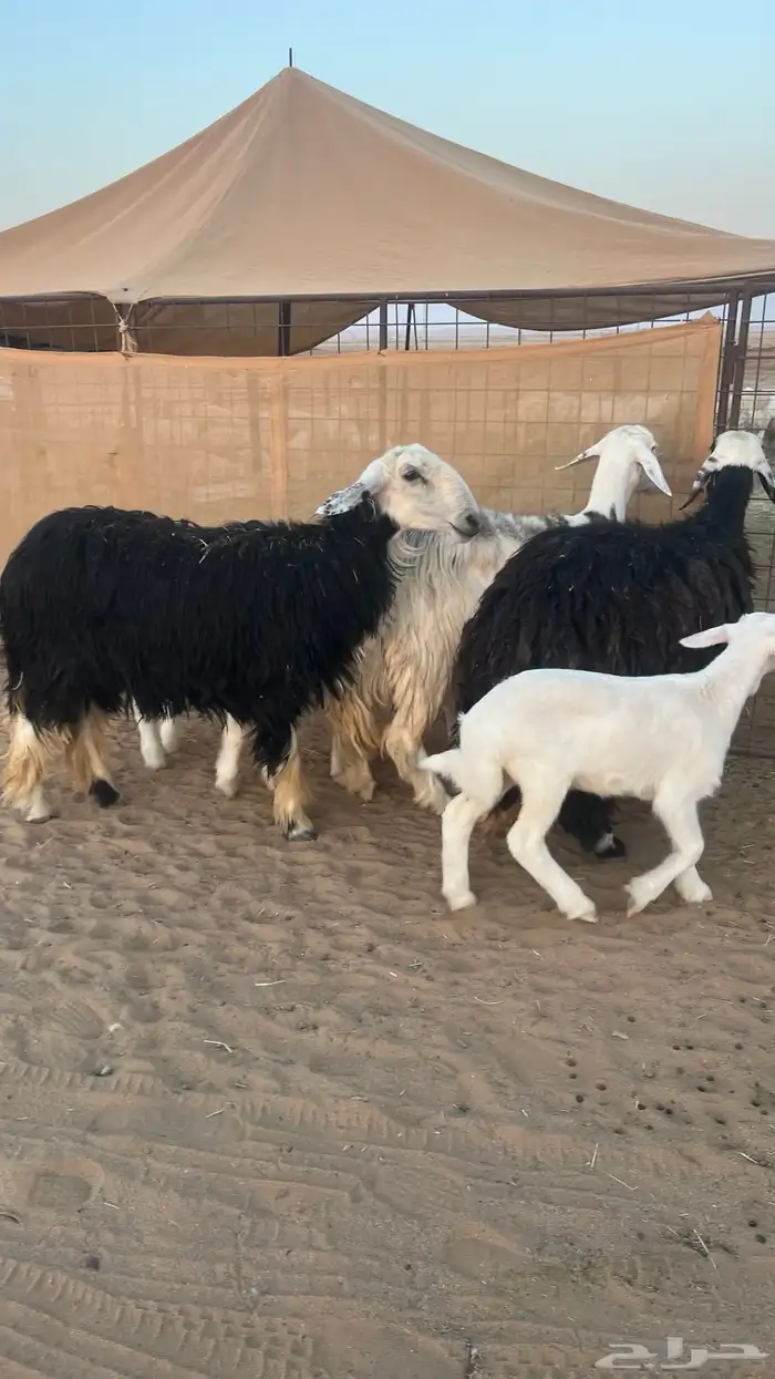 غنم نجد ولد 2