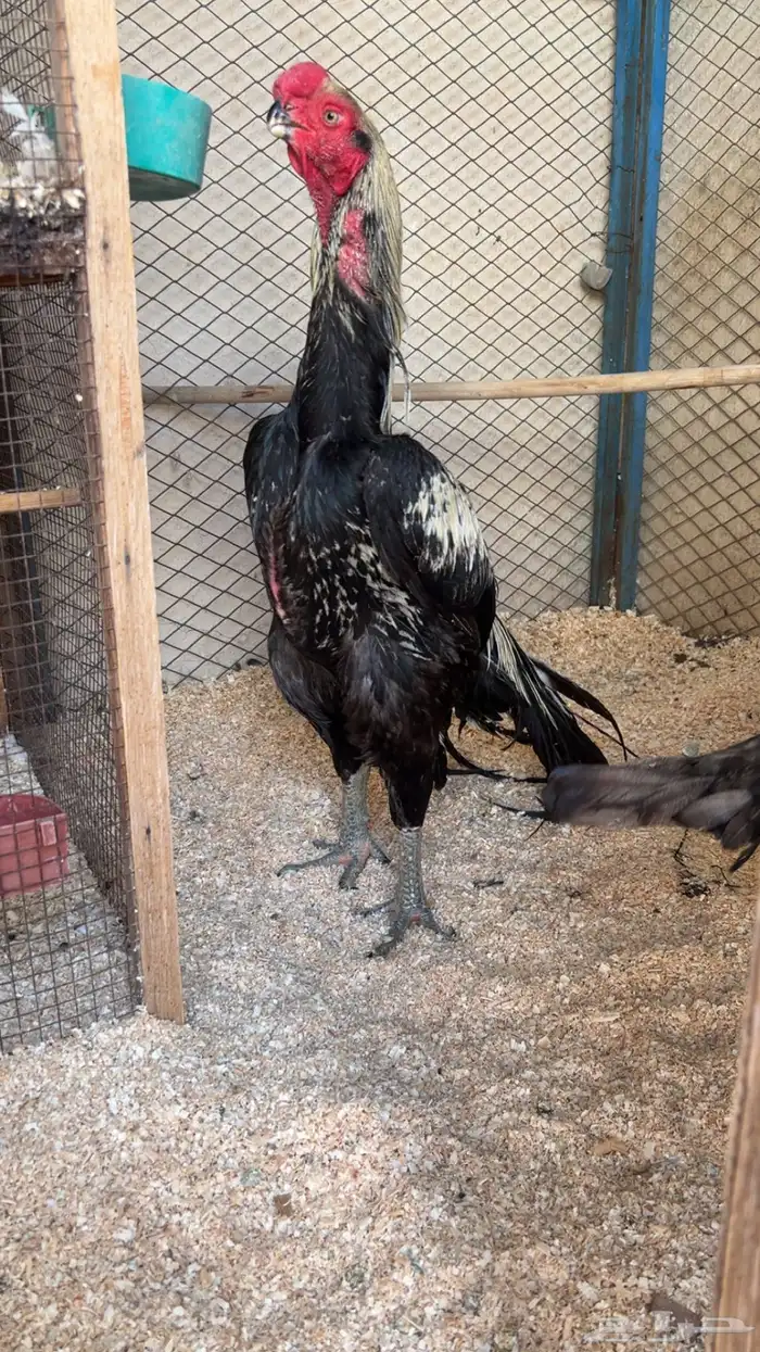 طقم اذناب الهند 1