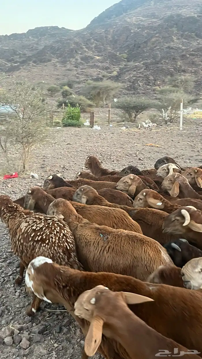 طليان سواكن حمري جادعان مرابى 17