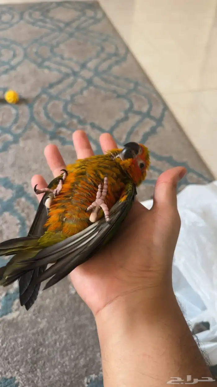 فرخ صن كنيور هدد نهايه فطام 0