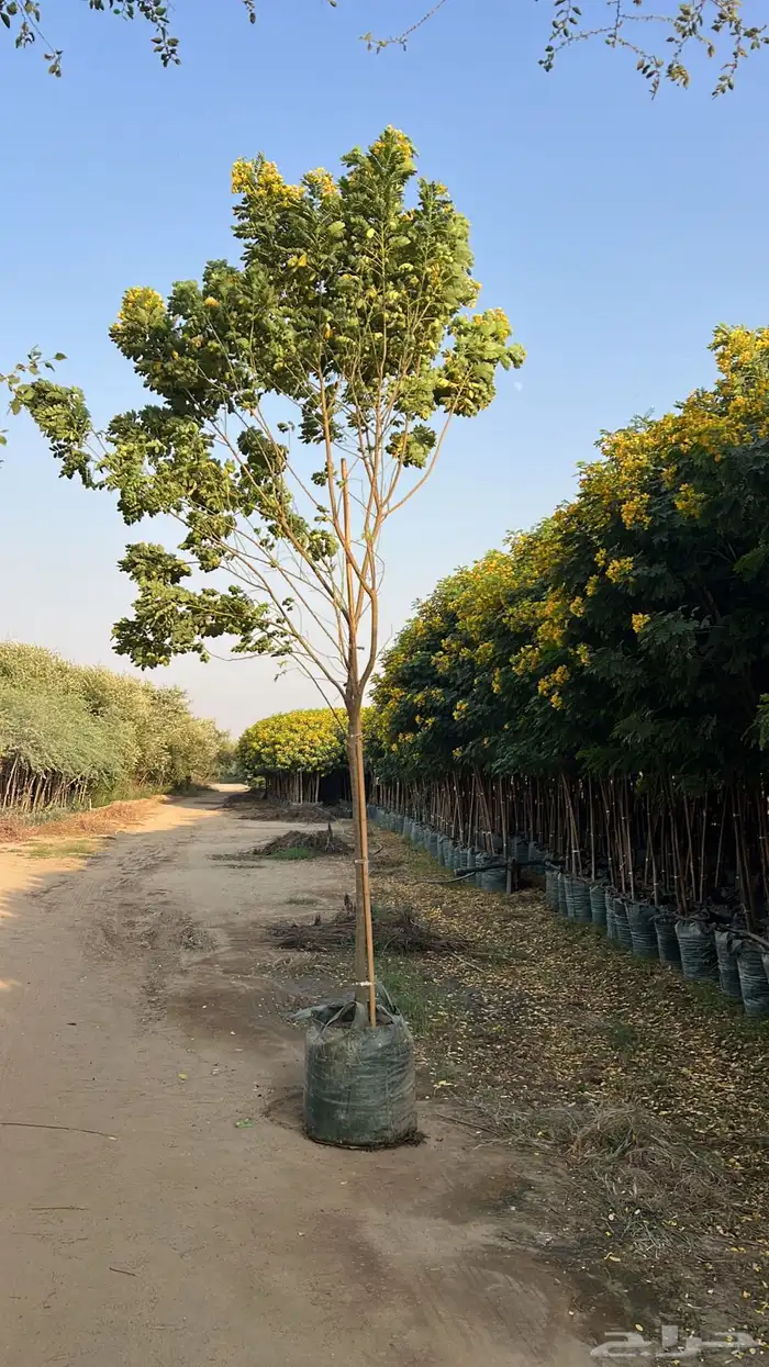 مشاتل جمله بيع أشجار مع التوصيل 7