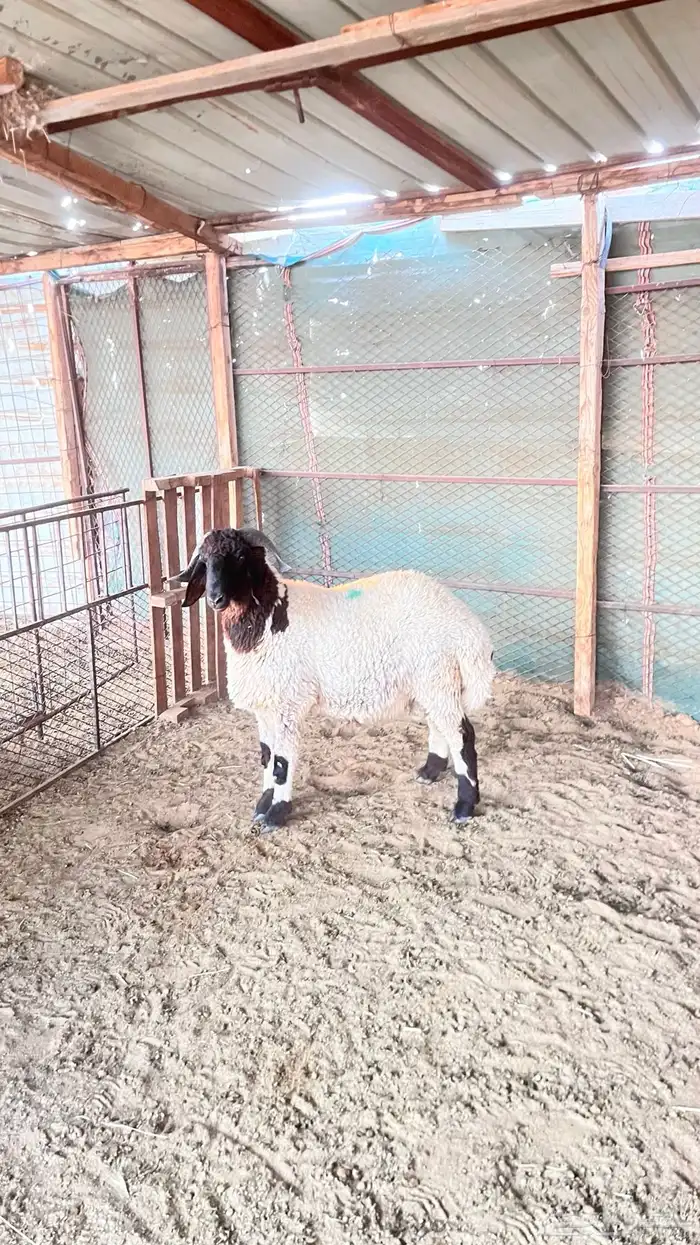 فحل نعيمي صنف 1