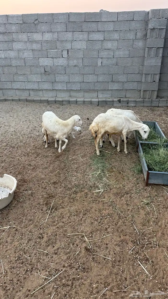 ضان رفيديات 3 بعيالها 3