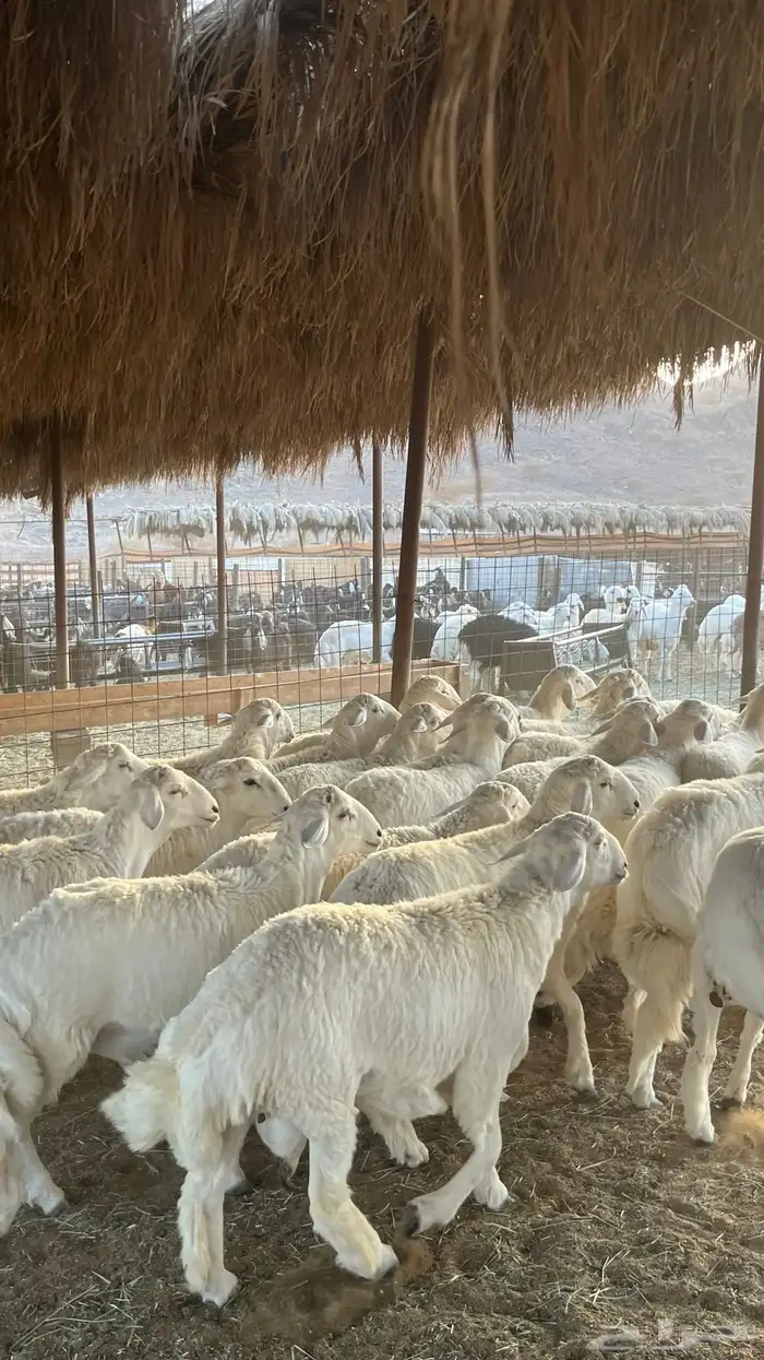 طليان حري ذبائح جادعان 7