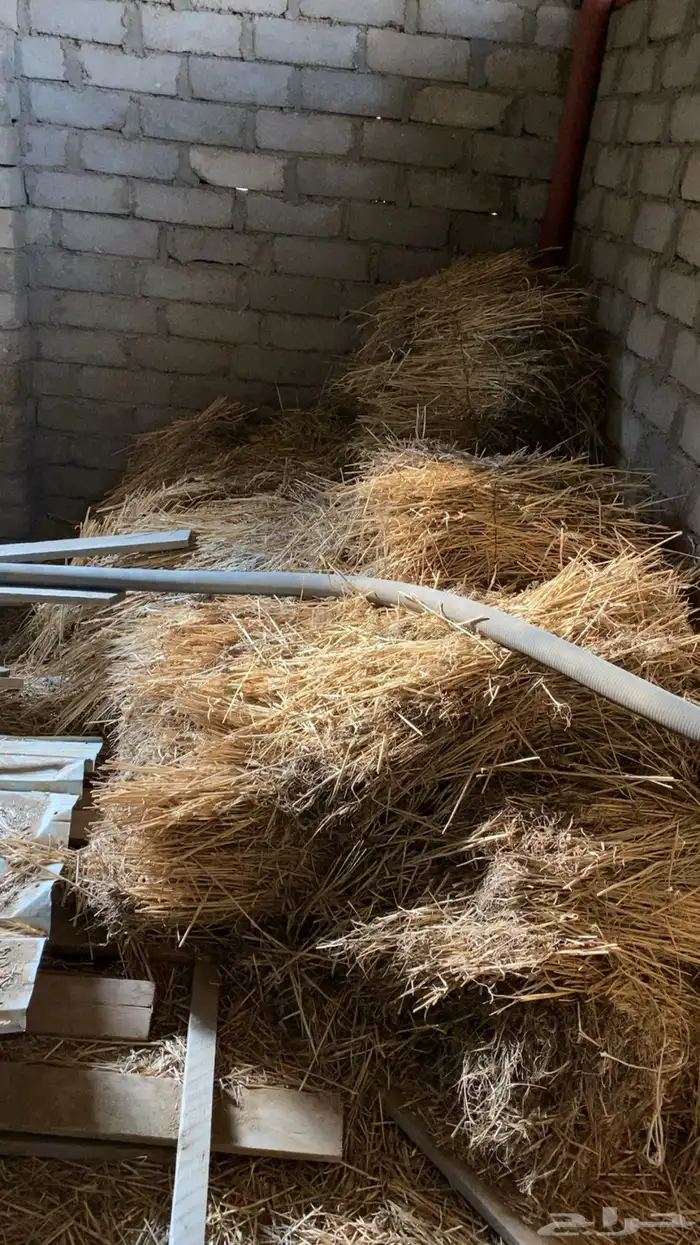 علف ( نجام ) وشعير للحلال 1