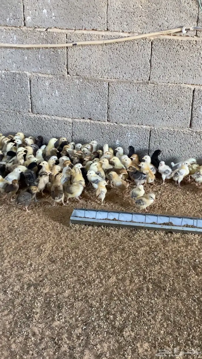 صوص دجاج بلدي فواتح 0