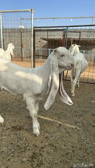 مراح معزا مطورات صنف index