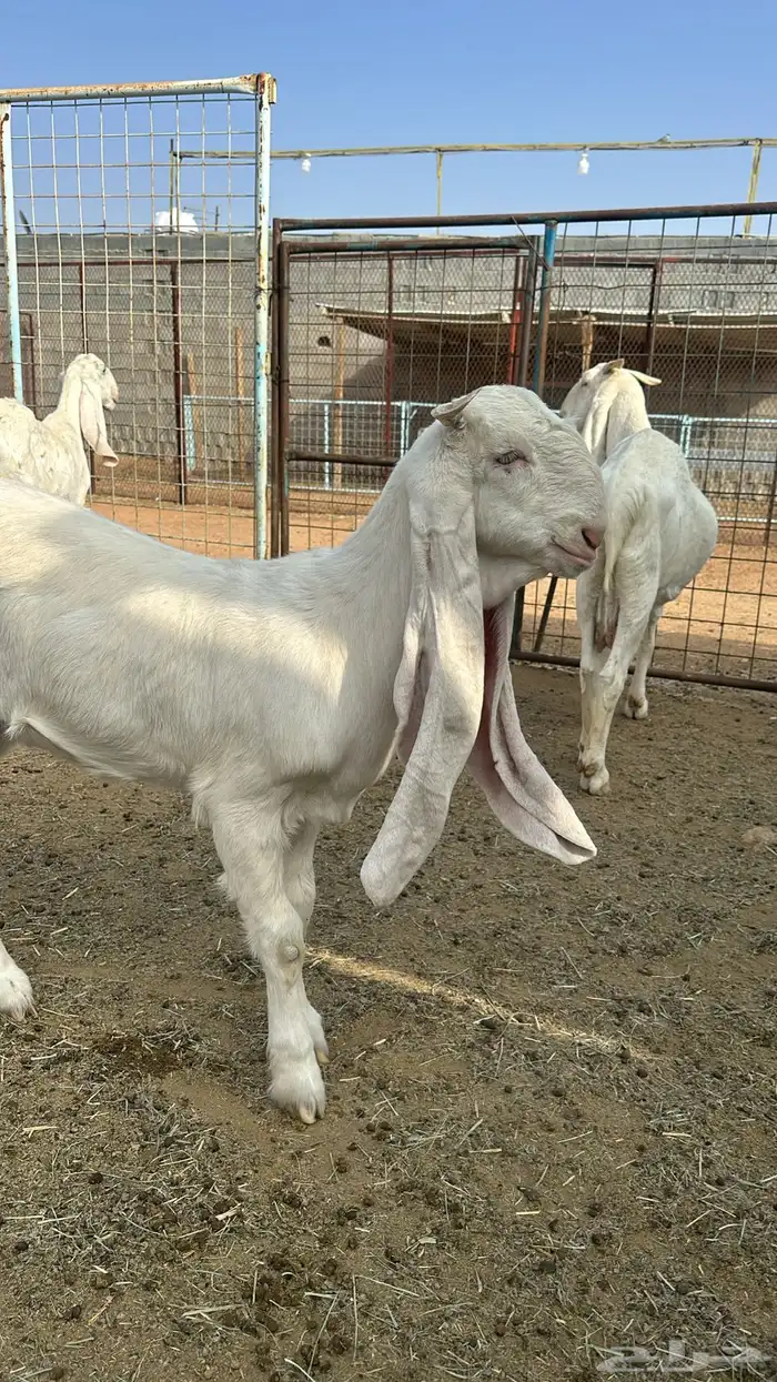 مراح معزا مطورات صنف 3