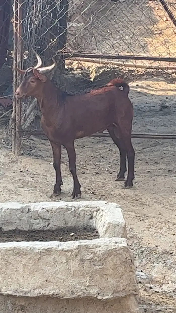 تيس ادهم مخصي فل شحم 3