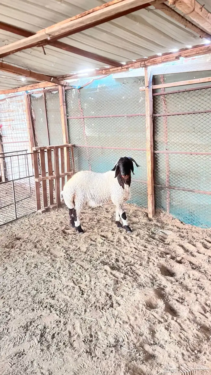 فحل نعيمي صنف 0