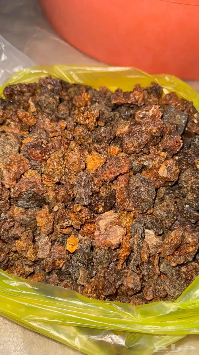 عشبه المره 1