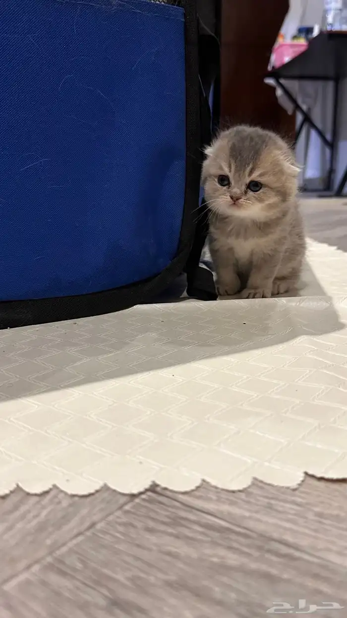 سكوتش فولد (مستوى جدا  قوي  ) 0